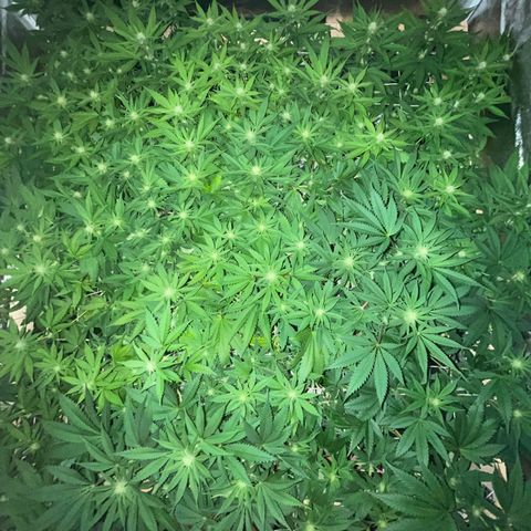 Critical Kush #3 growlog timeline photo