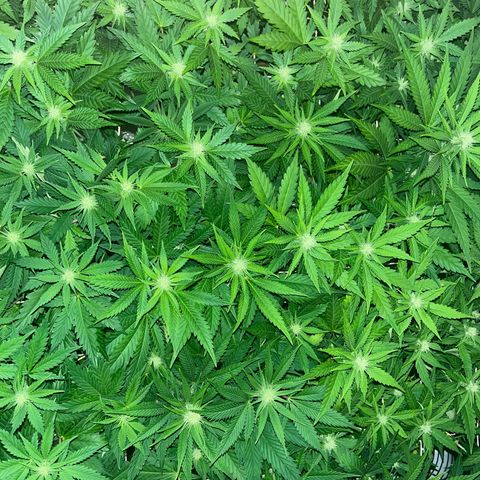 Critical Kush #3 growlog timeline photo