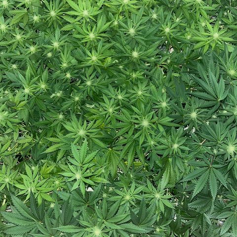 Critical Kush #3 growlog timeline photo