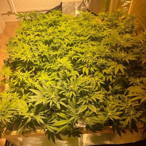 Critical Kush #3 growlog timeline photo