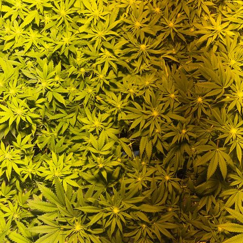 Critical Kush #3 growlog timeline photo