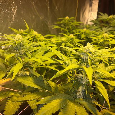 Critical Kush #3 growlog timeline photo
