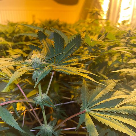 Critical Kush #3 growlog timeline photo