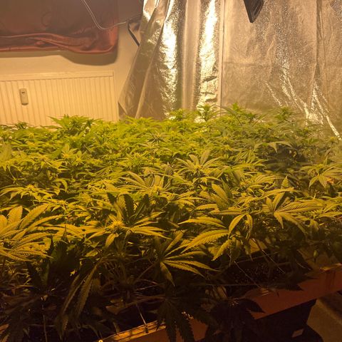 Critical Kush #3 growlog timeline photo