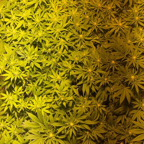 Critical Kush #3 growlog timeline photo
