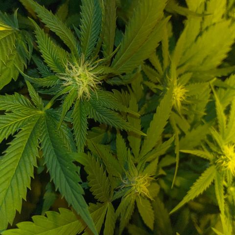 Critical Kush #3 growlog timeline photo