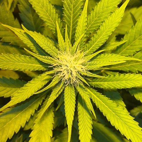 Critical Kush #3 growlog timeline photo