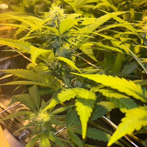 Critical Kush #3 growlog timeline photo
