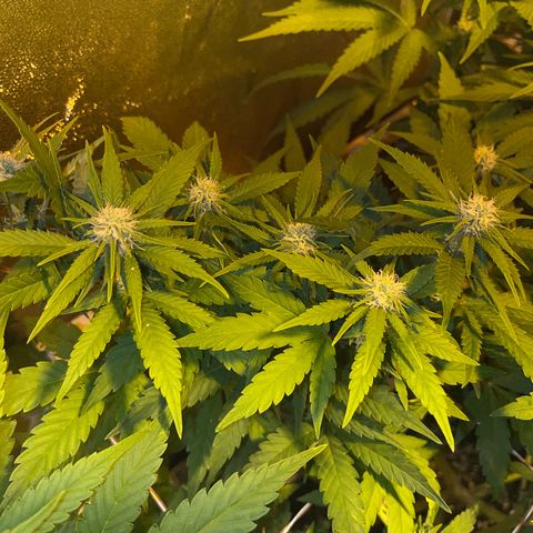 Critical Kush #3 growlog timeline photo