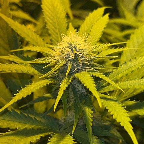Critical Kush #3 growlog timeline photo