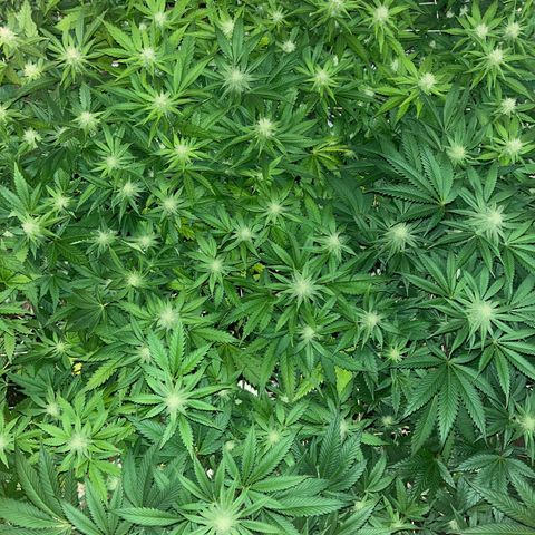 Critical Kush #3 growlog timeline photo