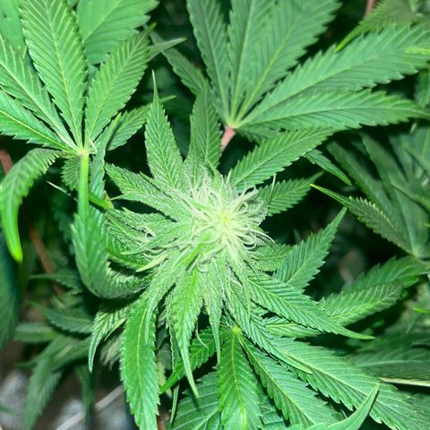 Critical Kush #3 growlog timeline photo