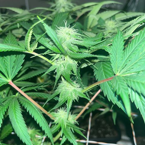 Critical Kush #3 growlog timeline photo
