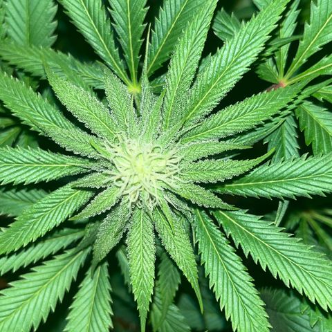 Critical Kush #3 growlog timeline photo