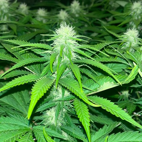 Critical Kush #3 growlog timeline photo