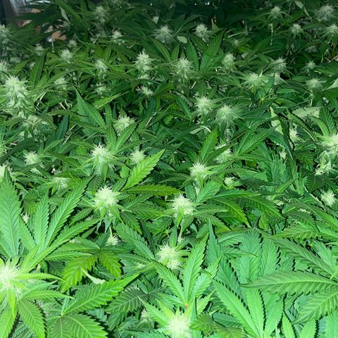 Critical Kush #3 growlog timeline photo