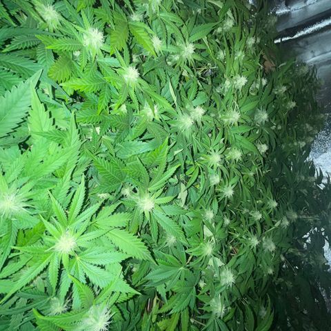 Critical Kush #3 growlog timeline photo