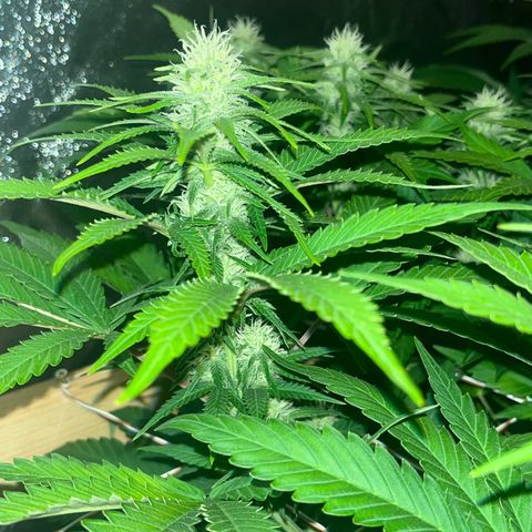 Critical Kush #3 growlog timeline photo