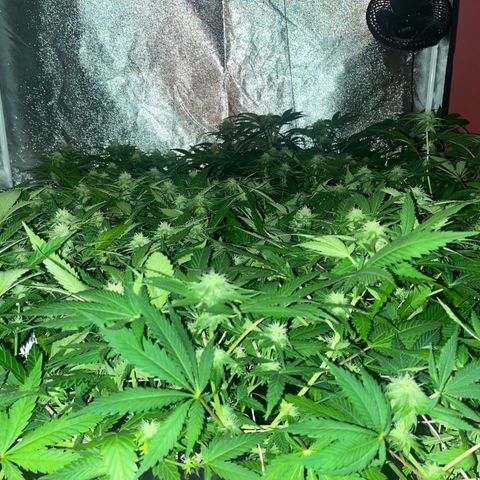 Critical Kush #3 growlog timeline photo