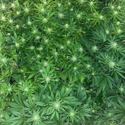 Critical Kush #3 growlog timeline photo