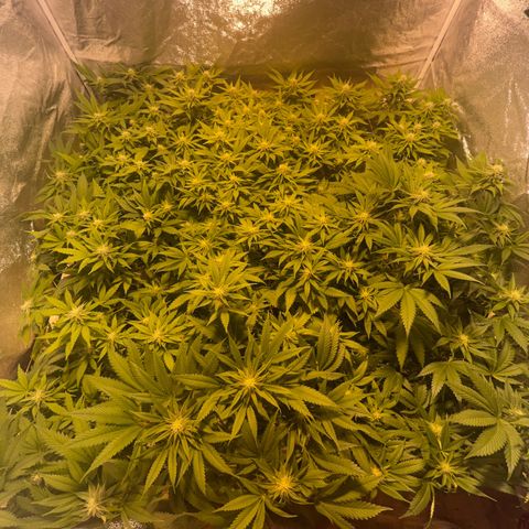 Critical Kush #3 growlog timeline photo