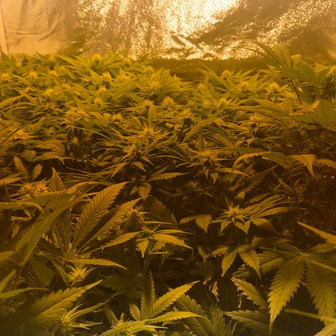 Critical Kush #3 growlog timeline photo