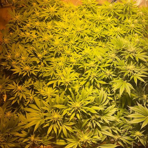 Critical Kush #3 growlog timeline photo