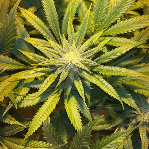 Critical Kush #3 growlog timeline photo
