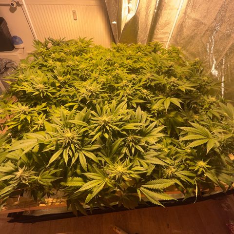 Critical Kush #3 growlog timeline photo