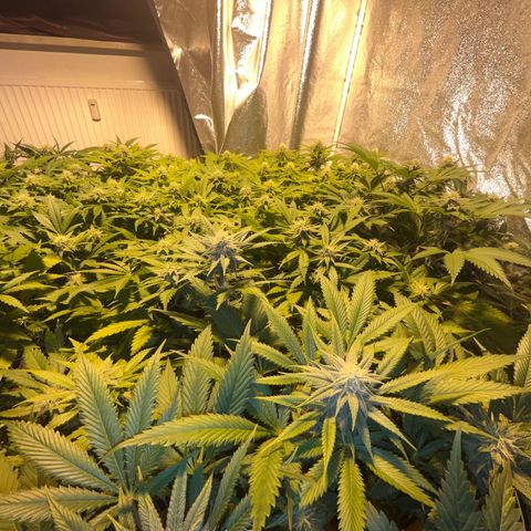 Critical Kush #3 growlog timeline photo