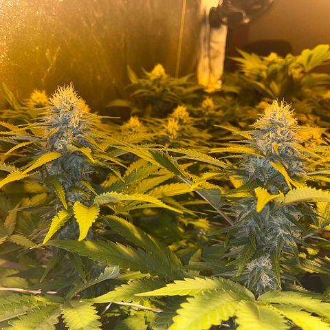 Critical Kush #3 growlog timeline photo