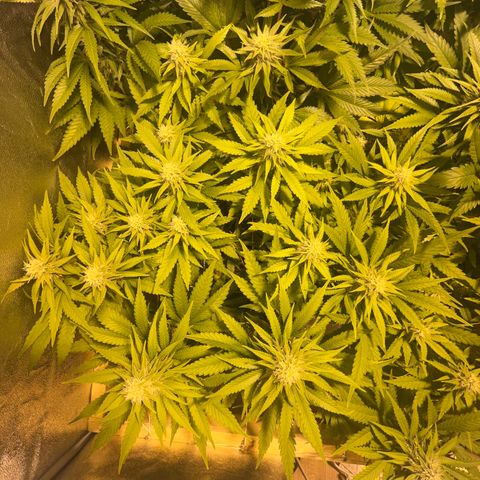 Critical Kush #3 growlog timeline photo