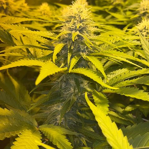 Critical Kush #3 growlog timeline photo