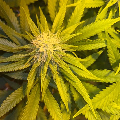 Critical Kush #3 growlog timeline photo