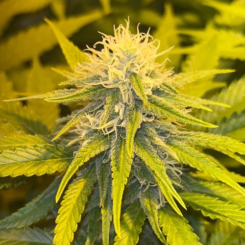 Critical Kush #3 growlog timeline photo