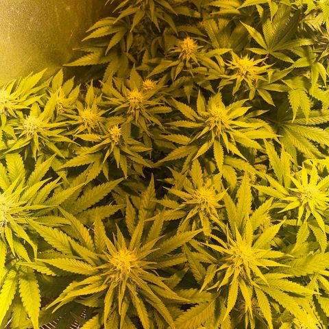 Critical Kush #3 growlog timeline photo
