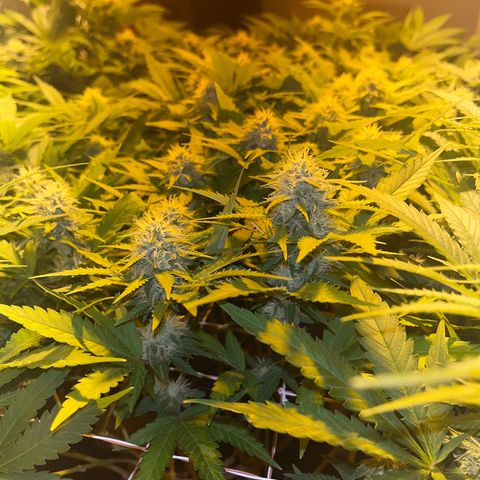 Critical Kush #1 growlog timeline photo