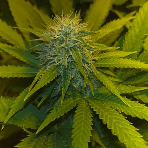 Critical Kush #1 growlog timeline photo