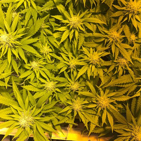 Critical Kush #1 growlog timeline photo
