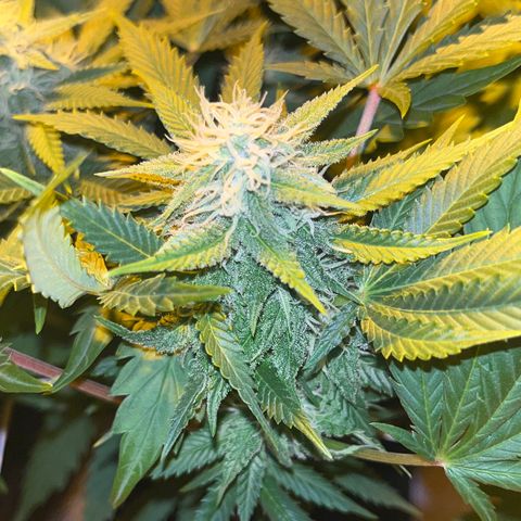 Critical Kush #2 growlog timeline photo