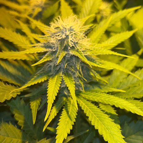 Critical Kush #2 growlog timeline photo