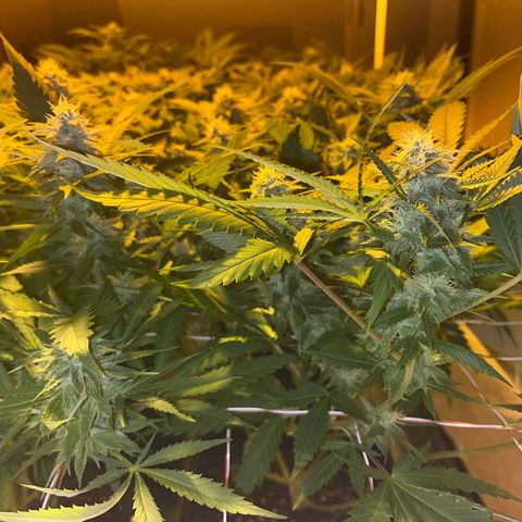 Critical Kush #2 growlog timeline photo