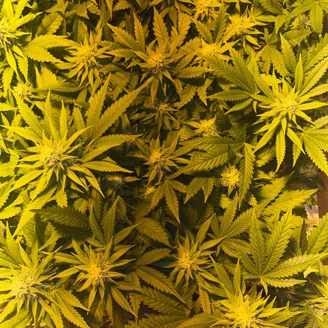 Critical Kush #2 growlog timeline photo