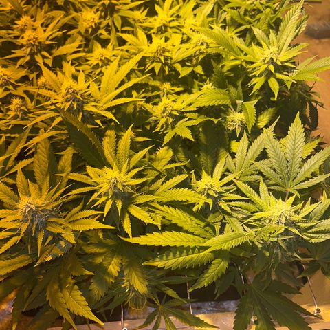 Critical Kush #2 growlog timeline photo