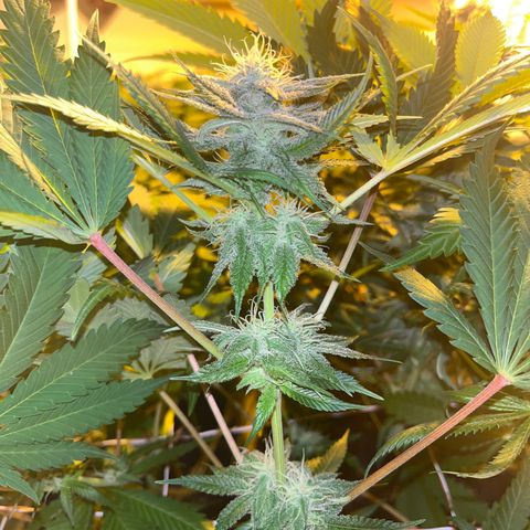 Green Gelato #1 growlog timeline photo