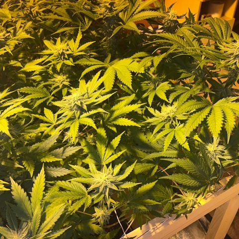Green Gelato #1 growlog timeline photo