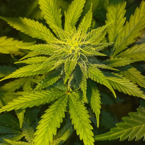 Green Gelato #1 growlog timeline photo
