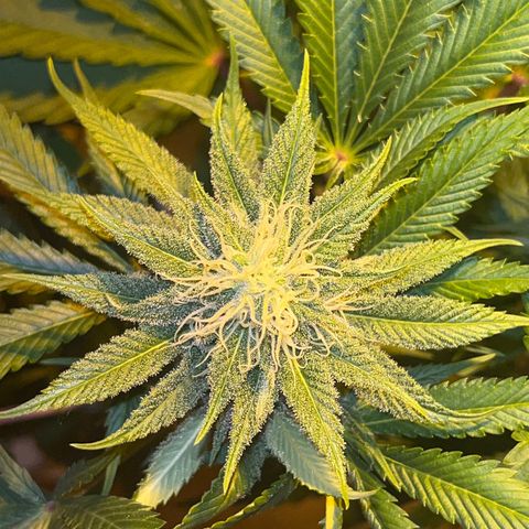 Green Gelato #1 growlog timeline photo