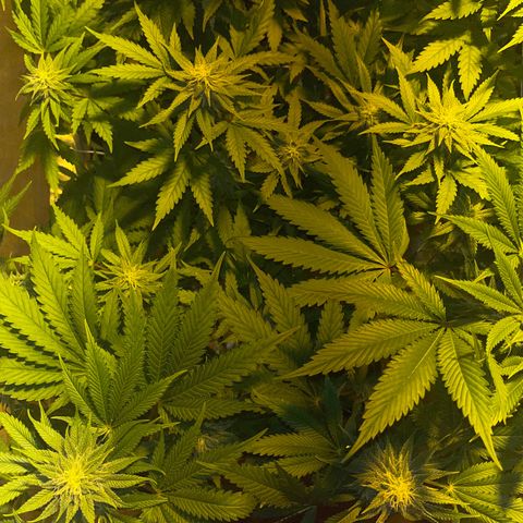 Green Gelato #1 growlog timeline photo