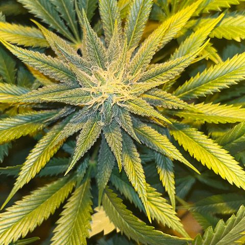 Green Gelato #2 growlog timeline photo